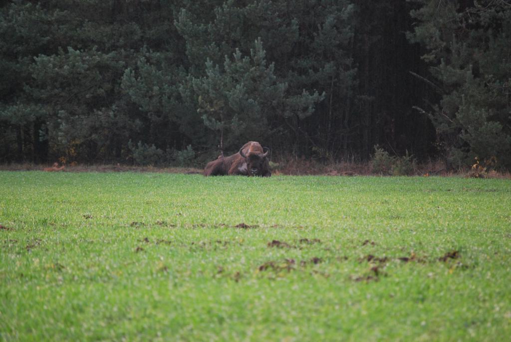 Domek Kutowa Poza Strefa Stanu Wyjatkowego Villa Eksteriør bilde